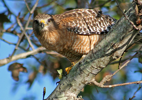#16 Spring break stories. Red-shouldered Hawk, Buteo lineatus, Eating a leaf hopper, Bradenton Florida, Photo by Wes