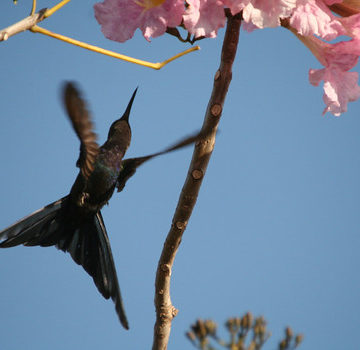 Série com o Beija-flor Tesoura (Eupetomena macroura) - Series with the Swallow-tailed Hummingbird - 22-08-2008 - IMG_20080822_9999_503
