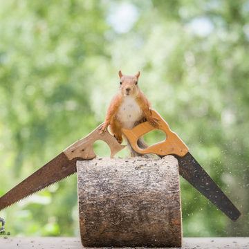 red squirrel holding hand saws