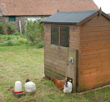 The new chicken shed