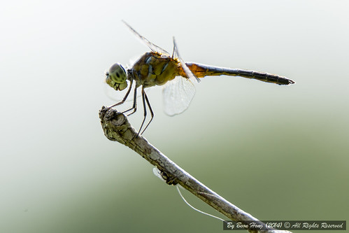 Yellow Dragonfly_DSC2709-1