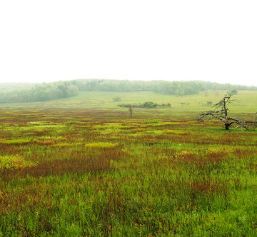 Big Meadow, Skyline Drive - morning mist