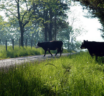 German Valley WV - Cows in the road.