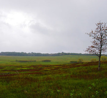 Big Meadow, Skyline Drive