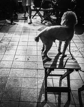 The Street Photographer - 2016 EyeEm Awards Nightphotography Night Lights Light And Shadow Streetphotography Streetphoto_bw Snapshots Of Life Light In The Darkness On The Road Dog Standing Stand Out From The Crowd View From Behind Wooden Chair Legs Lookin