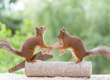 red squirrels are holding a hand saw