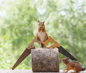 red squirrels with an hand saw