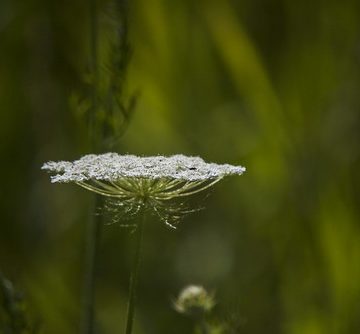 On the Plane of the WIld Carrot