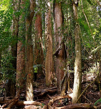 Rainforest. Bushwalk to the forest grave