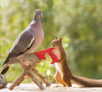 red squirrel and dove sawing wood