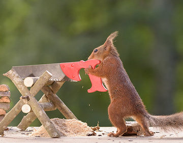 squirrel with a saw