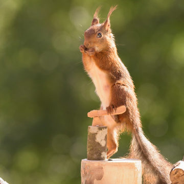 squirrel standing on an axe