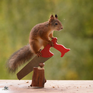 squirrel standing on an saw