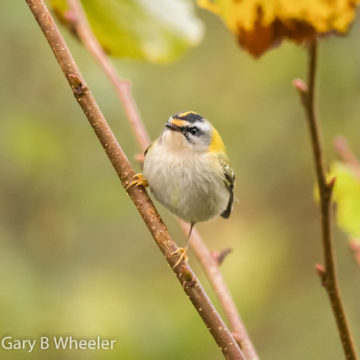 Firecrest South Wales