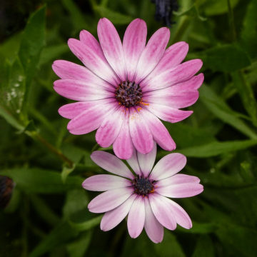 Pink (African?) Daisies