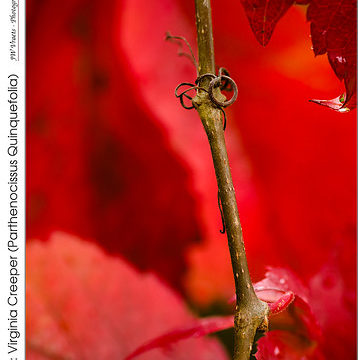 Fall Colour: Virginia Creeper (Parthenocissus Quinquefolia)