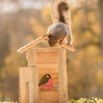 red squirrel and titmouse standing with a outhouse
