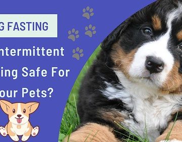 Dog Fasting Is Intermittent Fasting Safe For Your Pets