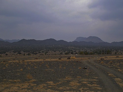 Kapip Wild Olive Forest  in Zhob, Balochistan, Pakistan - February 2011
