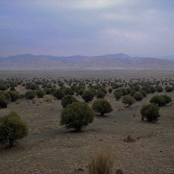 Kapip Wild Olive Forest in Zhob, Balochistan, Pakistan - February 2011