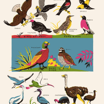 Vintage Birds Illustration - 1949 Art Print