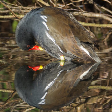 Moorhen a moment of reflection Forest Farm Cardiff