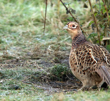 199 of year 4 - Young pheasant