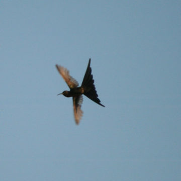 Série com o vôo do Beija-flor Tesoura (Eupetomena macroura) -  Series with the flight of the Swallow-tailed Hummingbird - 12-09-2008 - IMG_20080911_9999_65