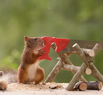 squirrel holding an saw
