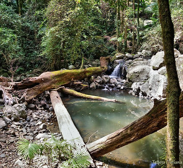 Christmas creek with fallen trees and little waterfall, near the forest grave