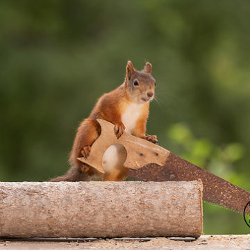 red squirrel holding an saw with a wood block