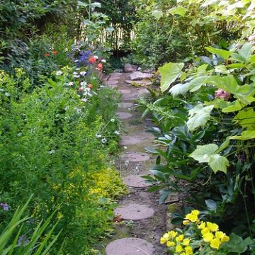 Path into our secret garden with round steppingstones & many beautiful perennial flowers like Evening primrose , Daisies , Red Poppies , Blue flag irises , Lilies , Grapes , a Forsythia hedge also nice brick bench , cropped photograph , Martins photograph