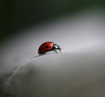 Ladybug walking on wooden garden chair