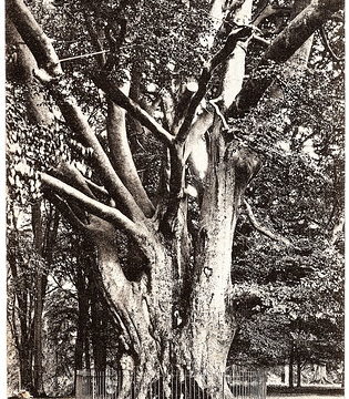 Knole Park - King Beech Prior to 1906. And The Traumatic Death of a Bomb Disposal Expert.