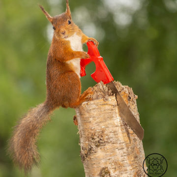red squirrel holding a saw with a tree