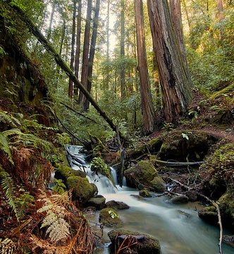 Redwoods and West Berry Creek